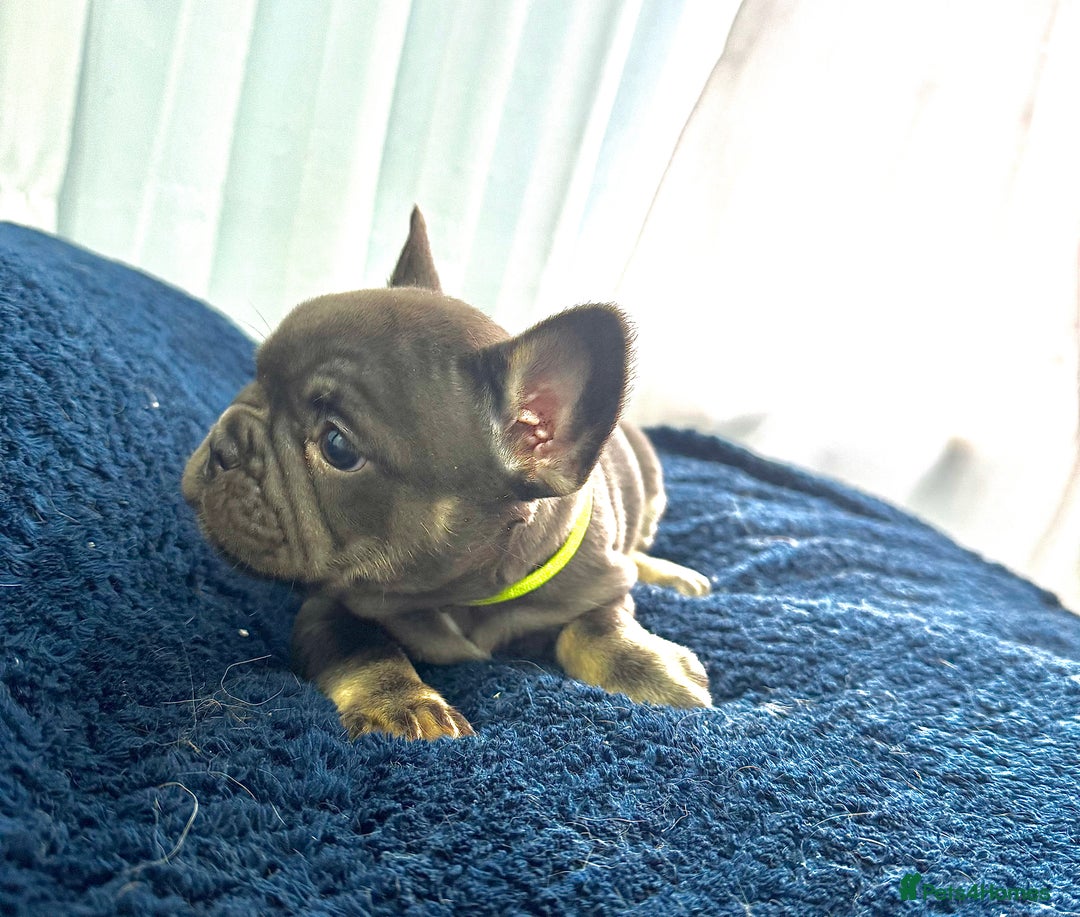 French Bulldog dogs for sale: KC Fluffy Carriers Isabella French Bulldogs puppy - Image 30