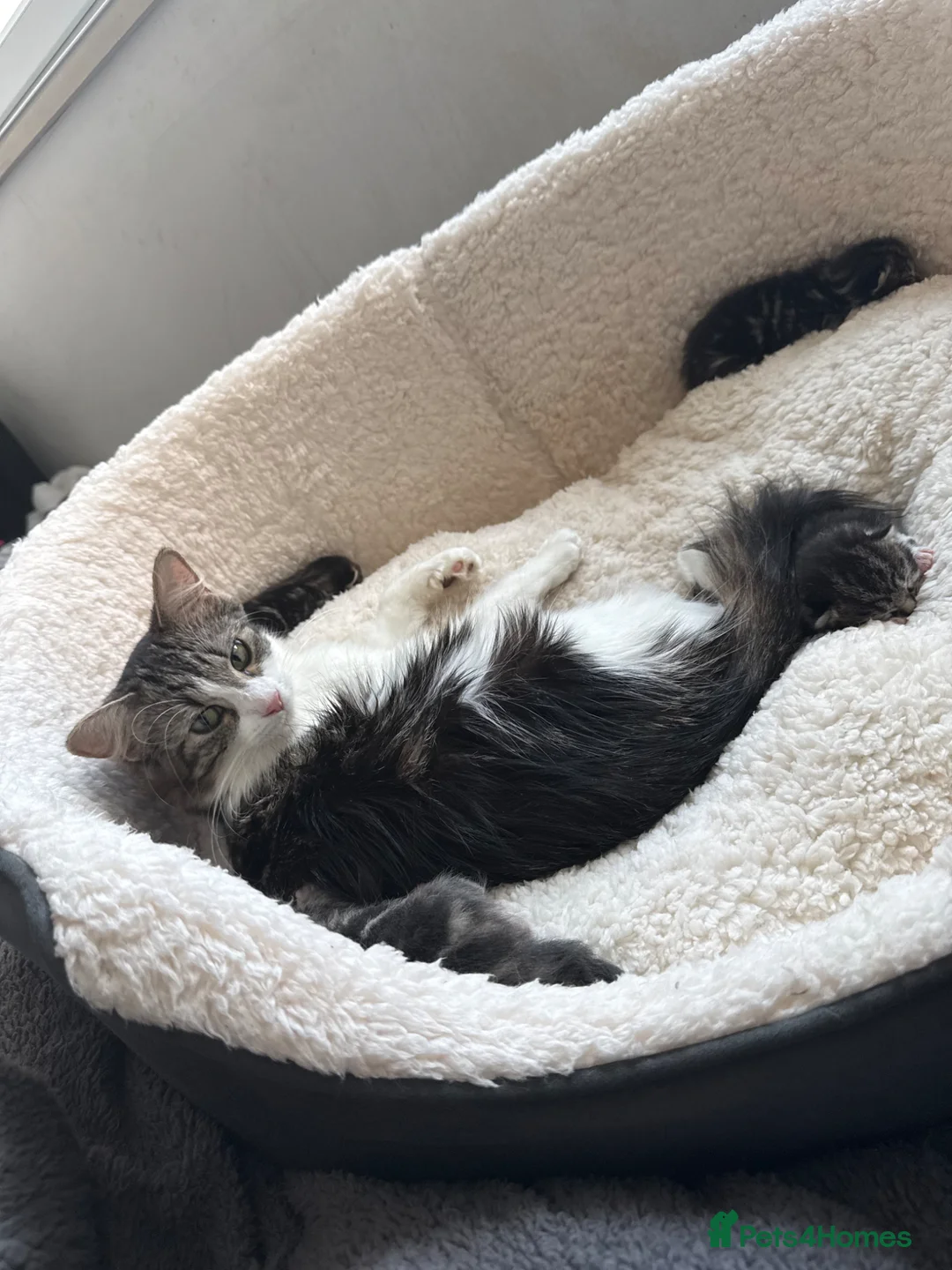 Mixed Breed cats for sale: Bengal, tabby x maincoon, British litter available in Brentford - Advert 2