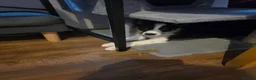 Border Collie dogs for sale: Male border collie puppy - Advert 2