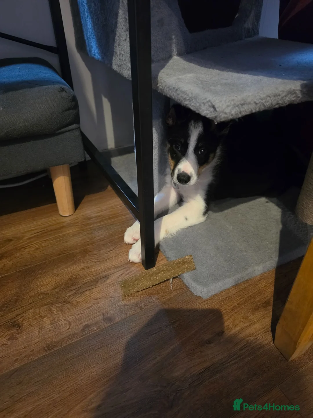 Border Collie dogs for sale: Male border collie puppy - Advert 2