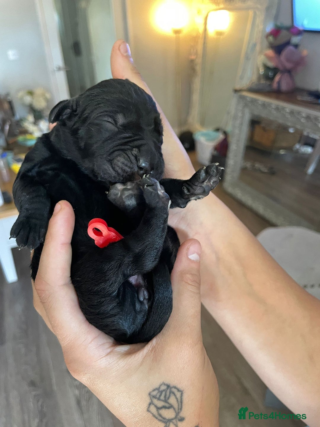 Cane Corso dogs for sale: Gorgeous cane Corso puppies - Image 4
