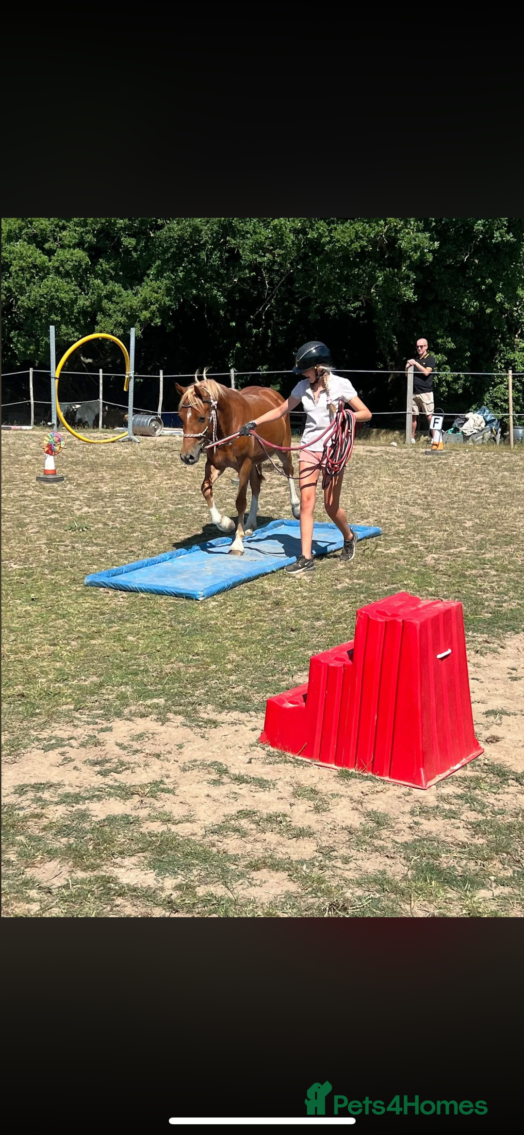 Welsh Section B horses for sale: ELSA🧡 - Advert 18