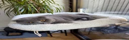 Scottish Fold cats for sale: Rehoming our beloved female Scottish fold - Advert 4