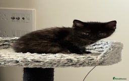 Mixed Breed cats for sale: 3 Gorgeous kittens For Sale - Image 3