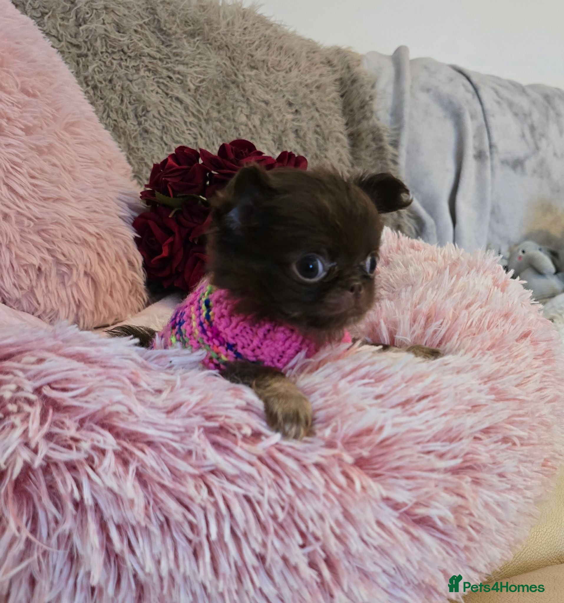 Chihuahua dogs Xx quality chocolate longcoat chihuahua puppies Xx - Advert 2