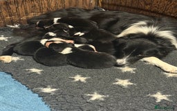 Border Collie dogs for sale: Working Border Collies - Image 7