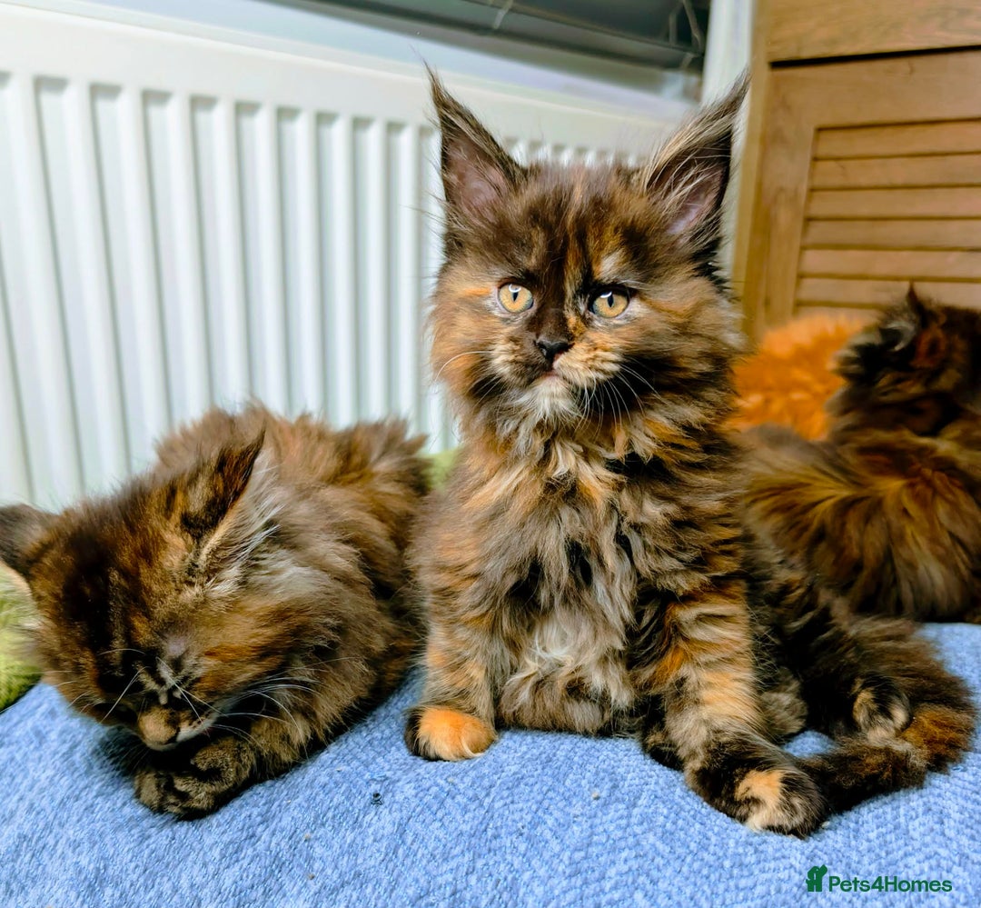 Maine Coon cats for sale: Stunning maine coon kittens  - Advert 18