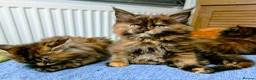 Maine Coon cats for sale: Stunning maine coon kittens  - Advert 18