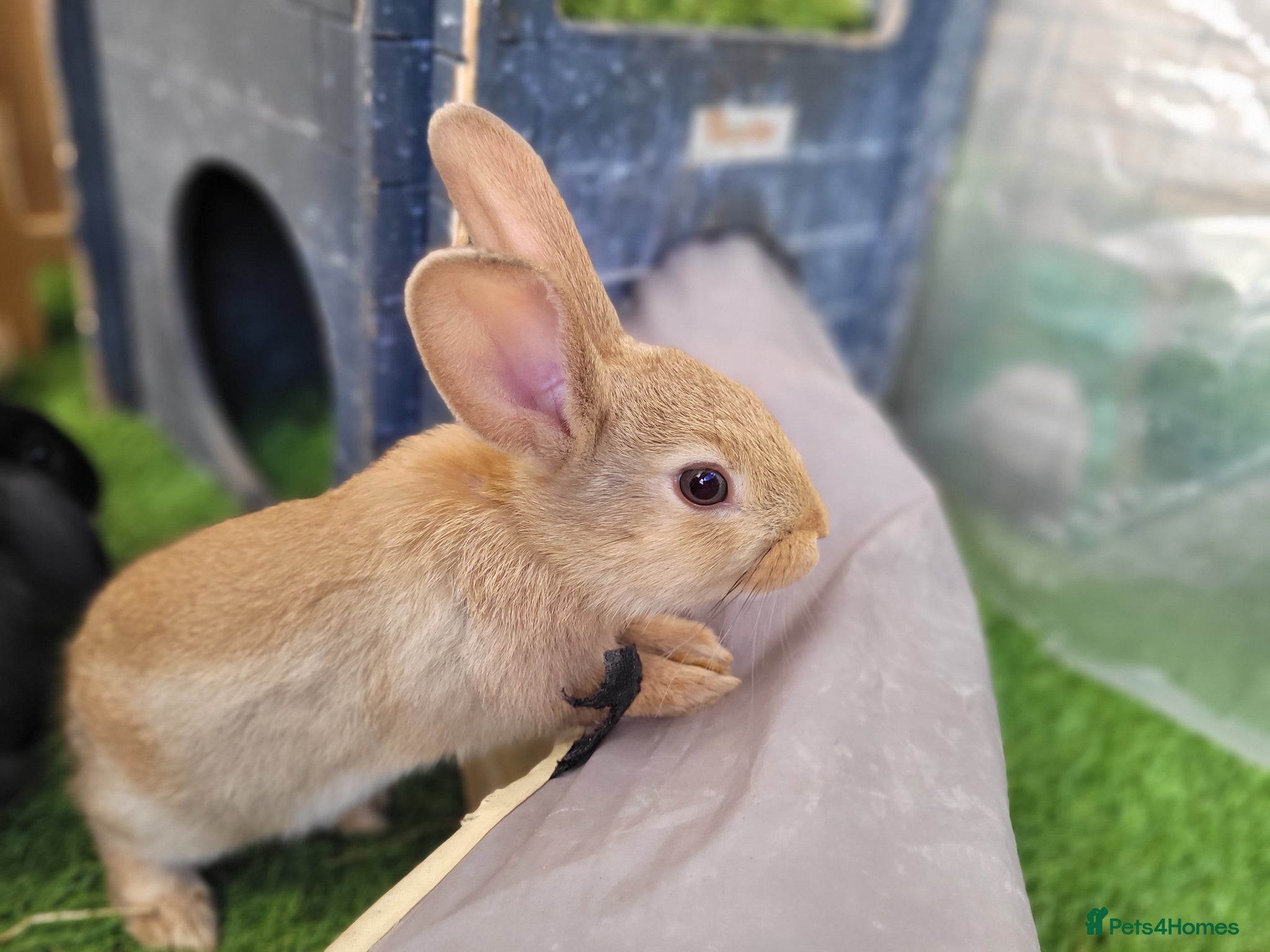 Mini Lop rabbits Adorable Mini Lop Mix Rabbits - READY NOW - Advert 4