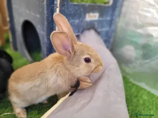 Mini Lop rabbits Adorable Mini Lop Mix Rabbits - READY NOW - Advert 4