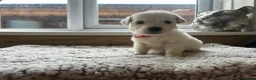 Golden Retriever dogs for sale: Our beautiful golden retriever pups - Advert 16