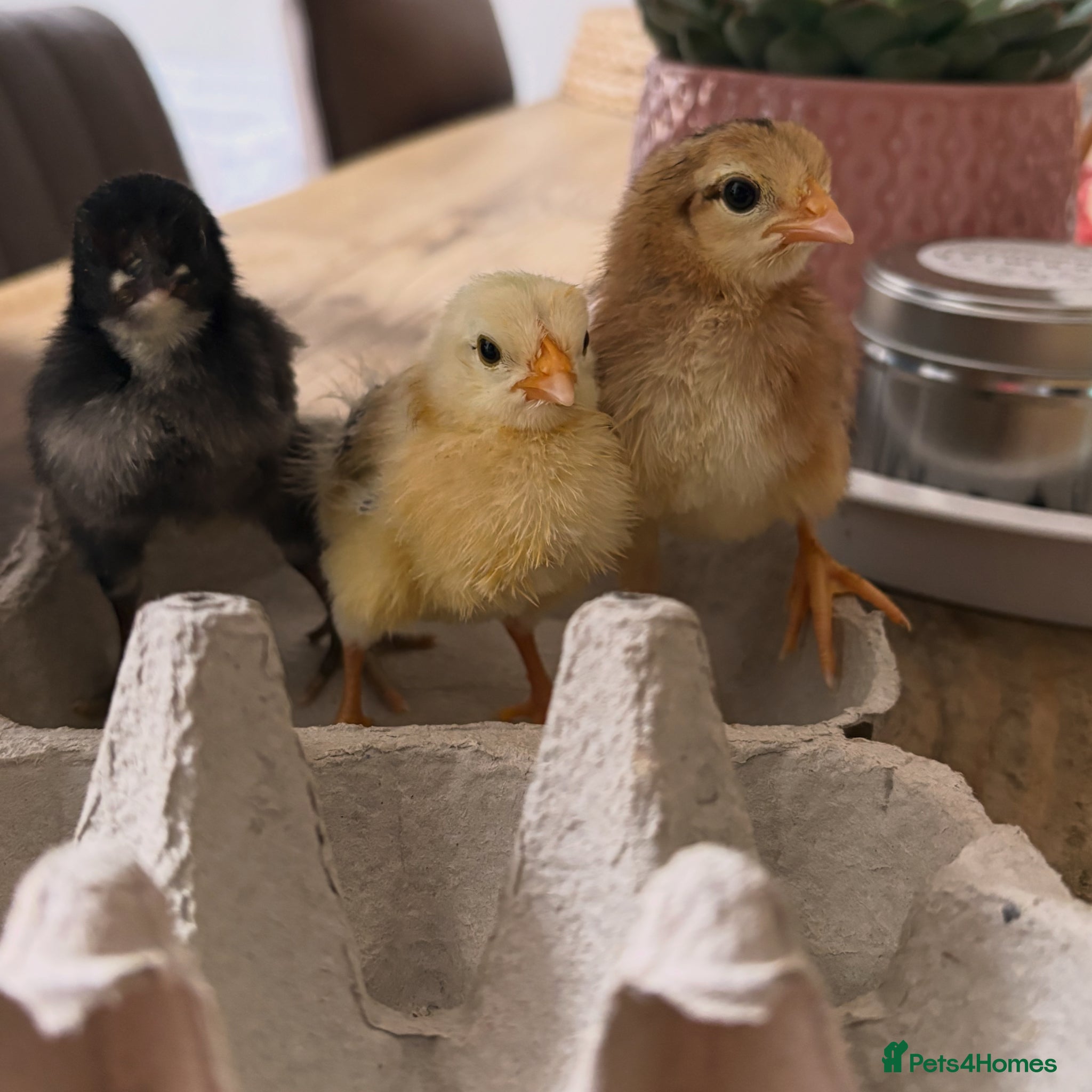 Chickens poultry 7 Chicks - Advert 1