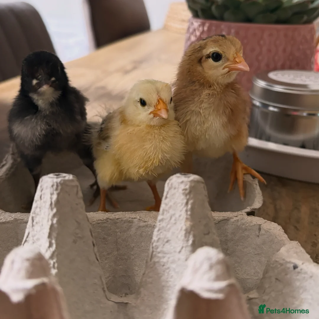 Chickens poultry for sale: 7 Chicks - Advert 1