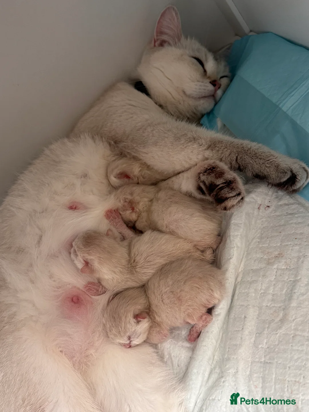 British Shorthair cats for stud: GCCF Active BSH Cream/Ginger ColourPointed  in London - Advert 3