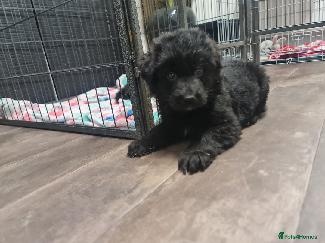 German Shepherd dogs for sale: KC, Top Quality Long Hair GSD Puppies  - Advert 27