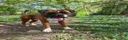Boxer dogs for stud: First time stud, Bruce in Coulsdon - Advert 26