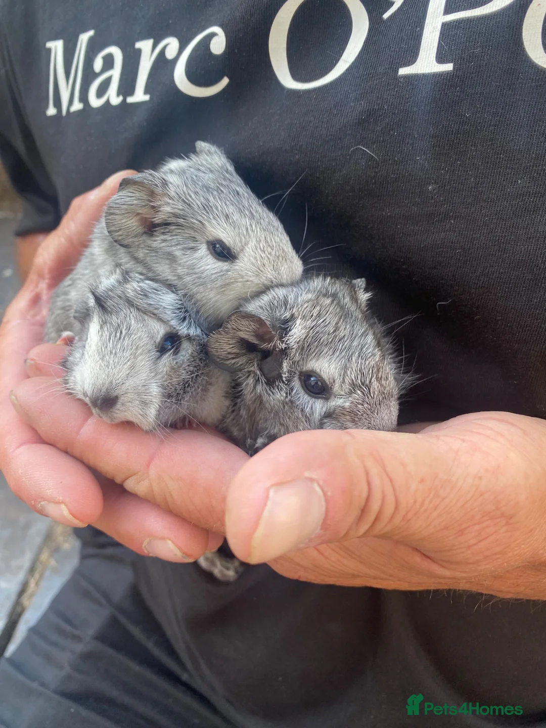Guinea Pig rodents for sale: Guinea pigs in Crediton - Advert 2