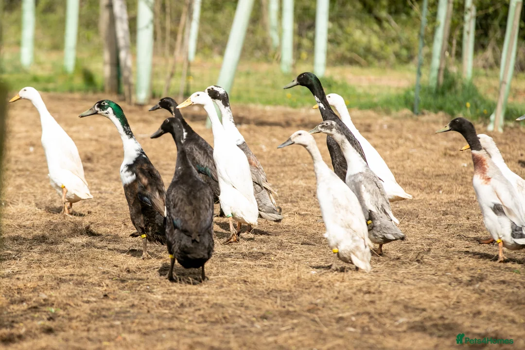 Ducks poultry for sale: Indian Runner Hatching Eggs x 6 - Advert 3