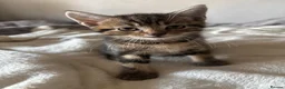 Mixed Breed cats for sale: Two tabby kittens both boys - Advert 2