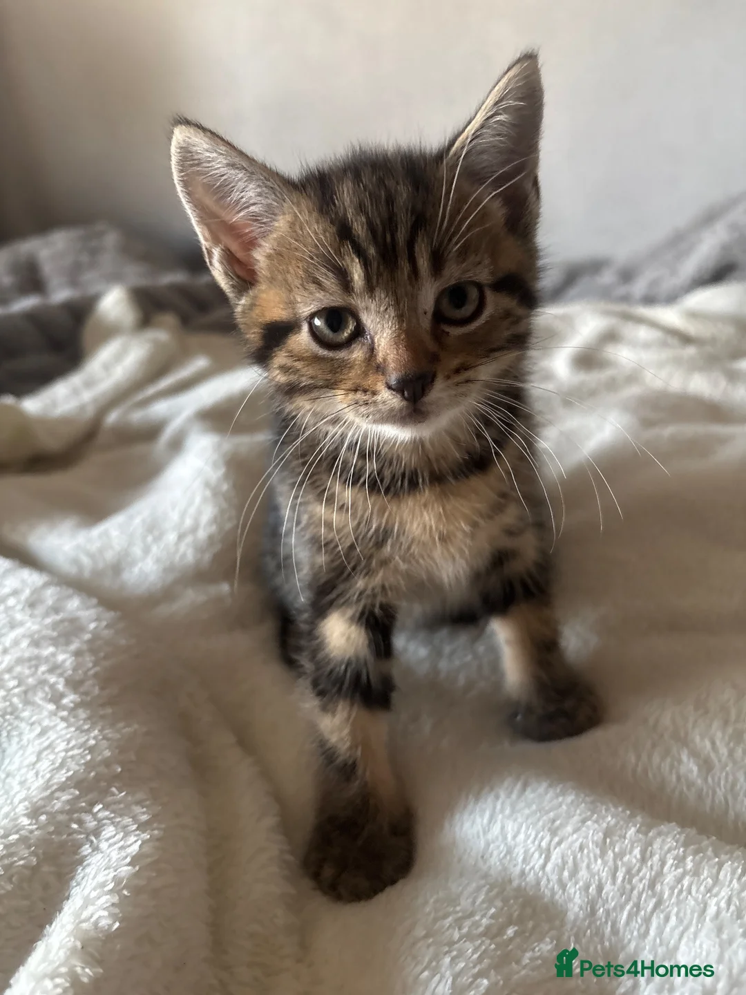 Mixed Breed cats for sale: Two tabby kittens both boys - Advert 2