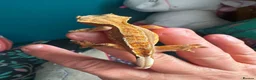 Gecko reptiles for sale: Baby gargoyle geckos and baby cresties lilys etx - Advert 32