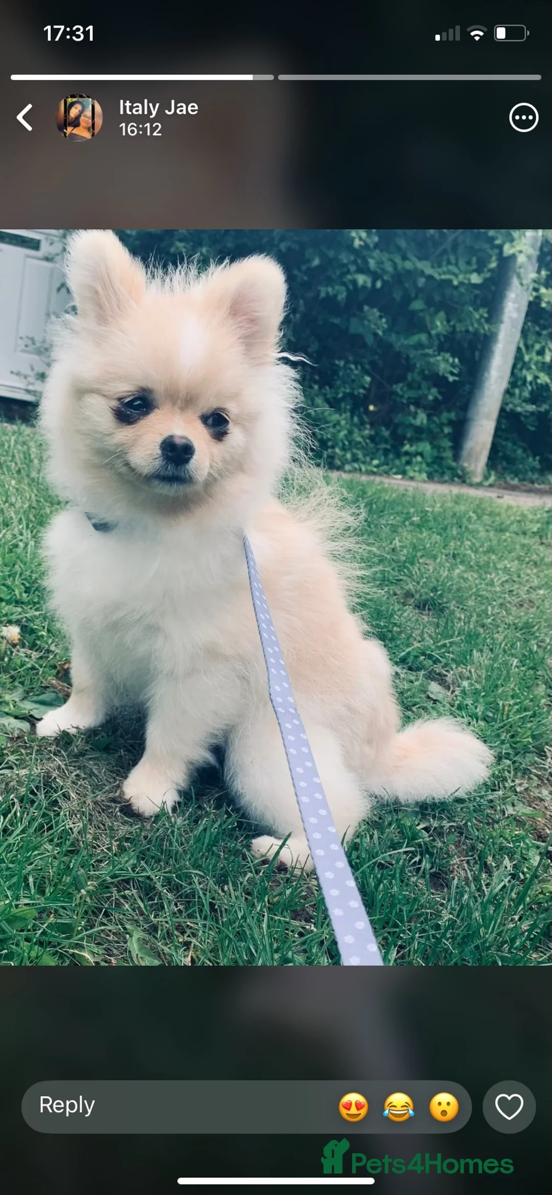 Pomeranian dogs for sale:  **  Pomeranian  in Northampton - Advert 2