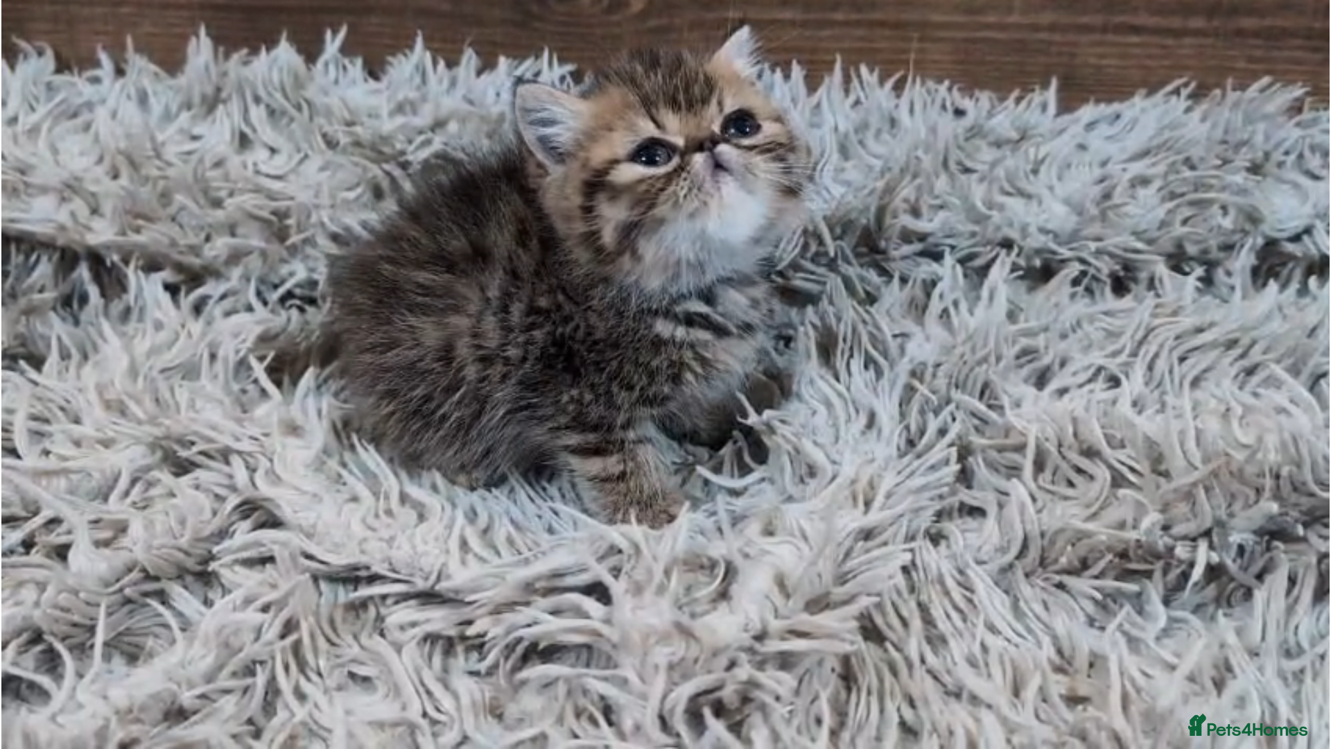 Persian cats Persian Kittens For Sale - Advert 7