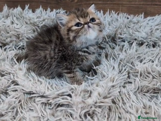 Persian cats Persian Kittens For Sale - Advert 7