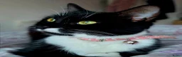 Mixed Breed cats for sale: Jinx 1 year old .. she is free  - Advert 4