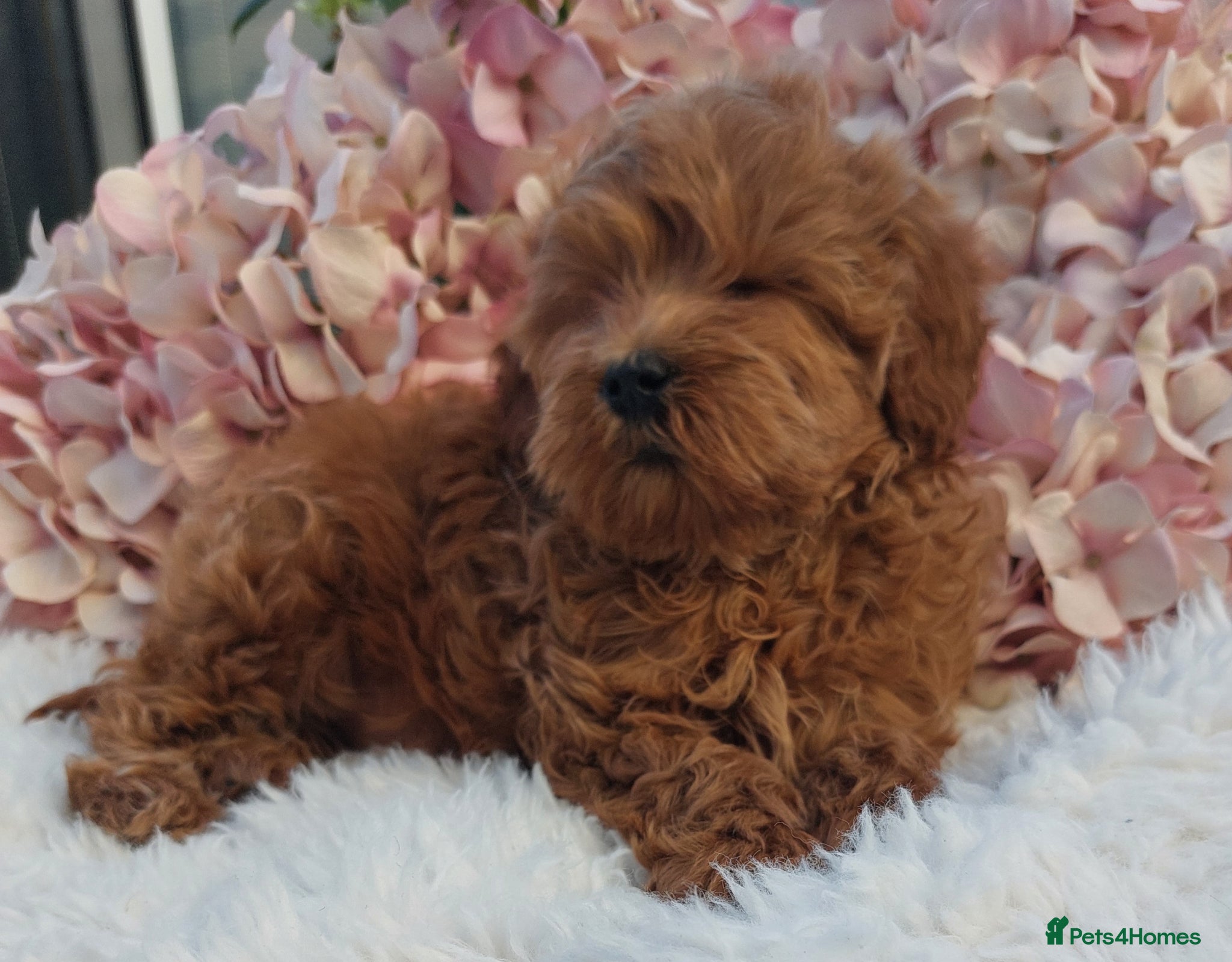 Cockapoo dogs Vet/Health checked Fox Red ockerpoo Puppies F1 - Advert 1