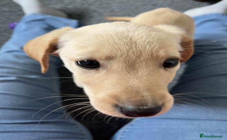 Labrador Retriever dogs - Advert 2