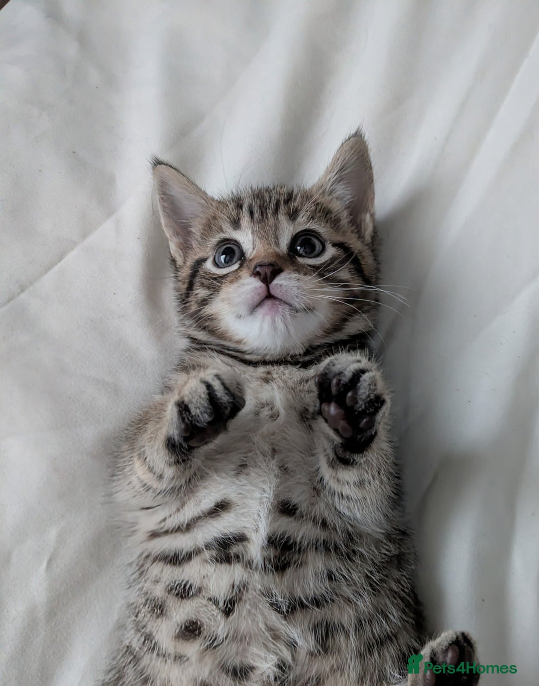 Bengal cats for sale: Spotted Bengal kittens ready now - Advert 14