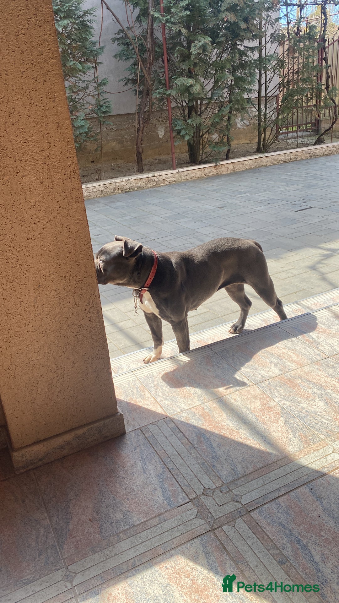 American Bully dogs for sale: STANDARD American Bully Blue - Advert 3