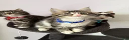 Ragcoon cats for sale: RAGCOONS ragdoll mainecoons  - Advert 13