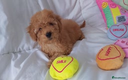 Poodle dogs for sale: Red small miniature poodle mum is tiny one 💙left - Image 21