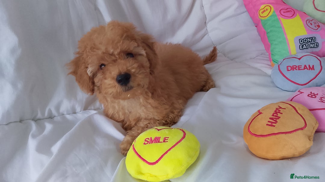 Poodle dogs for sale: Red small miniature poodle mum is tiny one 💙left - Image 21