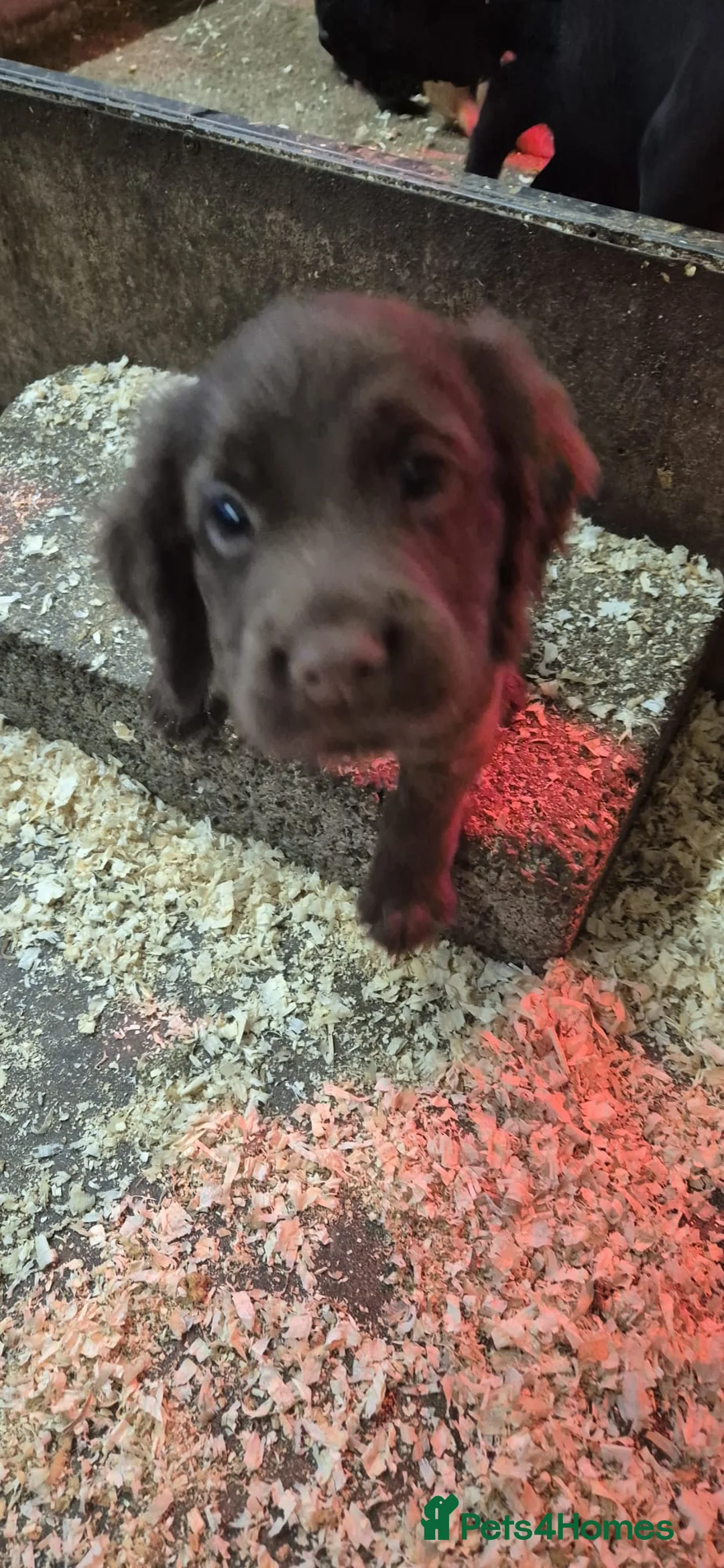 Cocker Spaniel dogs for sale: Stunning FTC Kc registered, Cocker spaniel puppies - Advert 11
