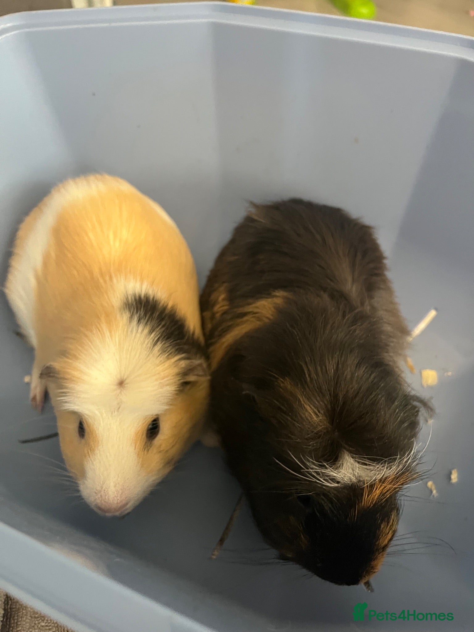 Guinea Pig rodents 2 male guinea pigs - Advert 1