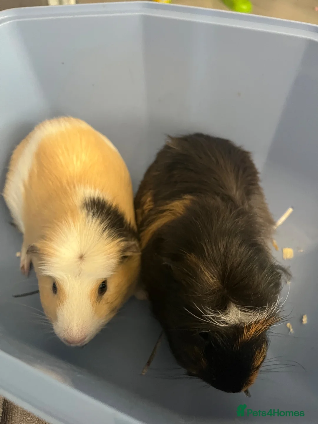 Guinea Pig rodents for sale: 2 male guinea pigs in Liverpool - Advert 1
