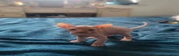 Sphynx cats for sale:  3 Sphynx/bambino kittens - Advert 9