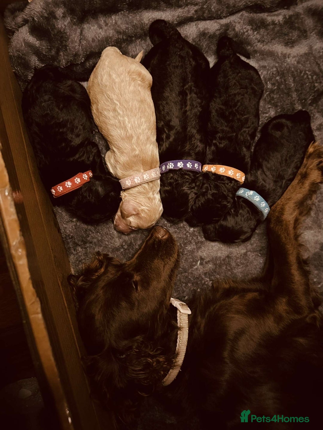 Cocker Spaniel dogs for sale: Male cocker spaniel  - Image 4
