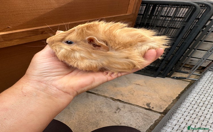 Guinea Pig rodents - Advert 6