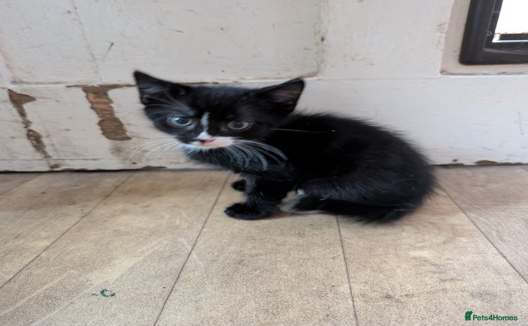Domestic Shorthair cats - Advert 5