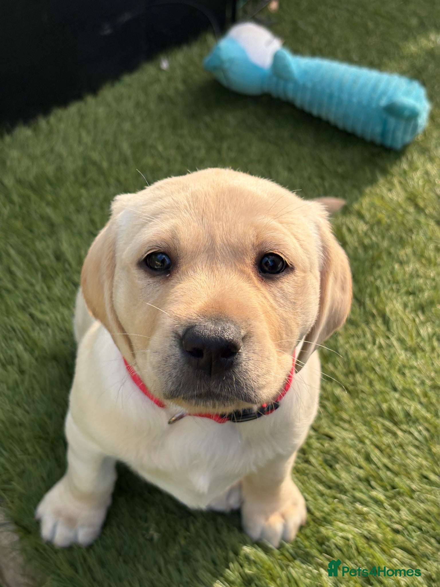 Labrador Retriever dogs Labrador puppies  - Advert 15