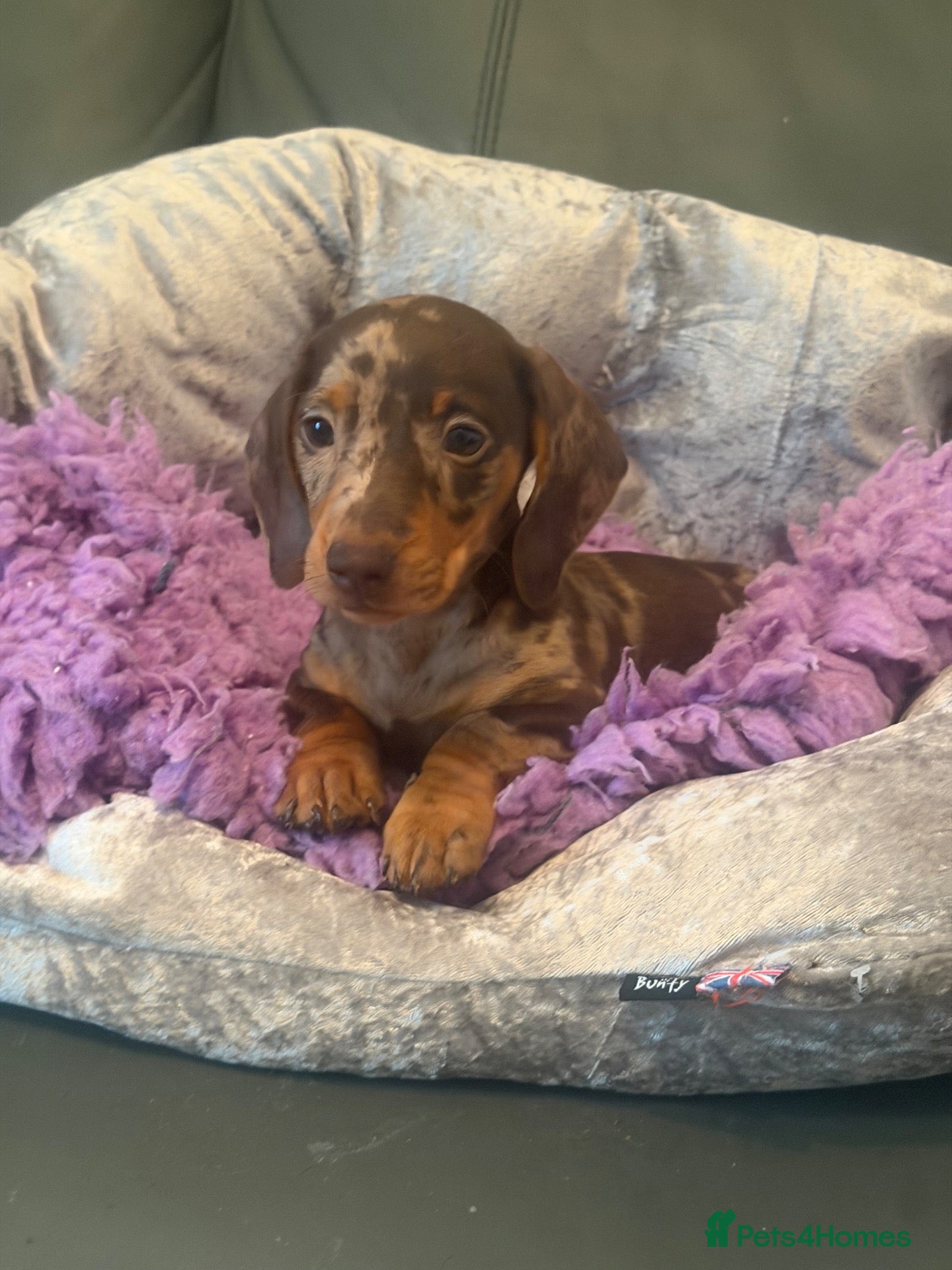 Miniature Dachshund dogs MINIATURE DACHSHUND PUPS - Advert 1