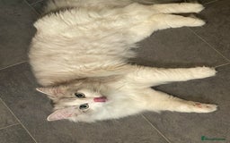Perdoll cats for sale: Lovely male Ragdoll X Persian  - Image 3