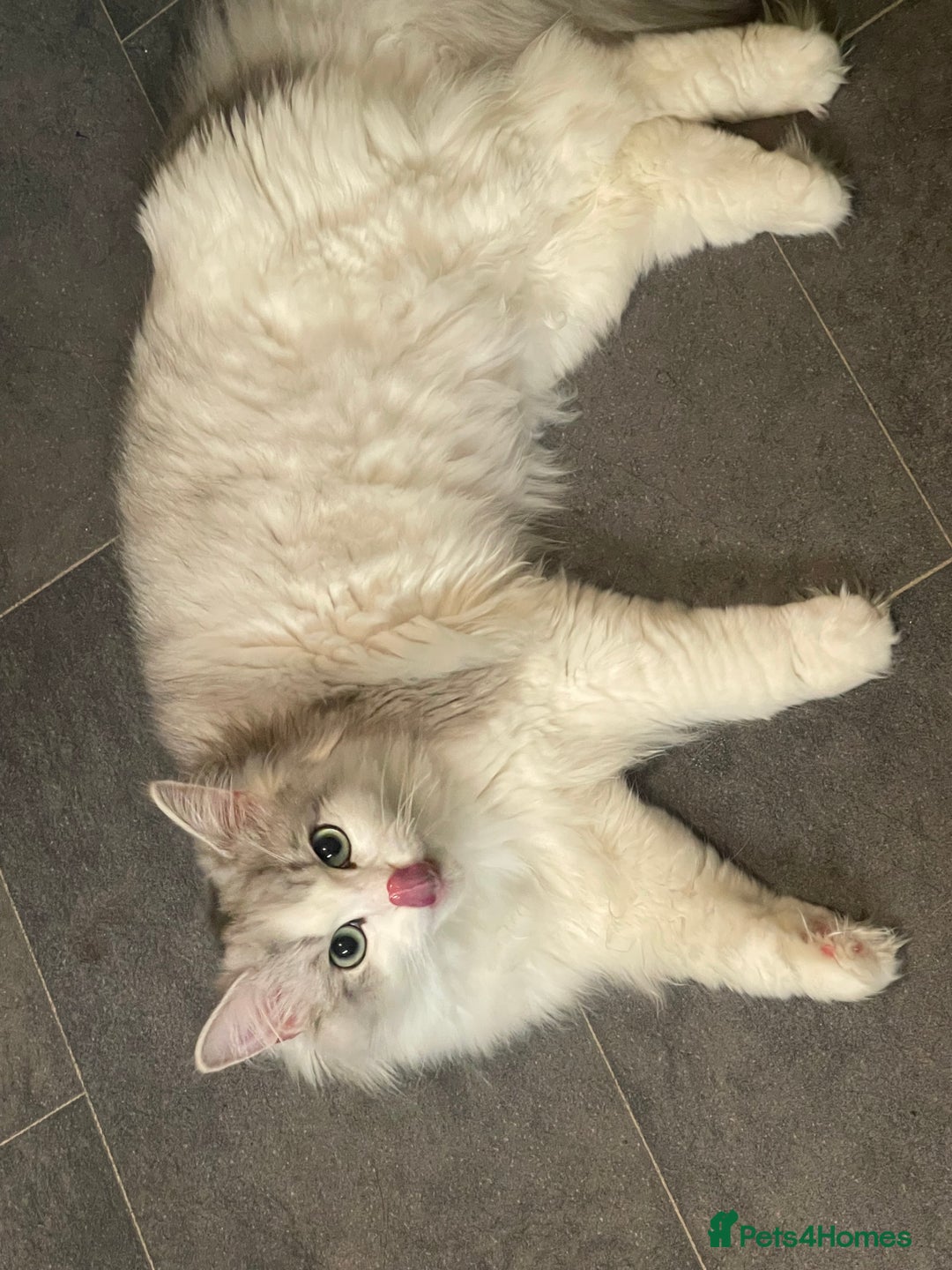 Perdoll cats for sale: Lovely male Ragdoll X Persian  - Image 3