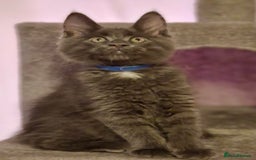 Maine Coon cats for sale: 🌟Ready to leave 4 XL Maine Coons active available - Image 20