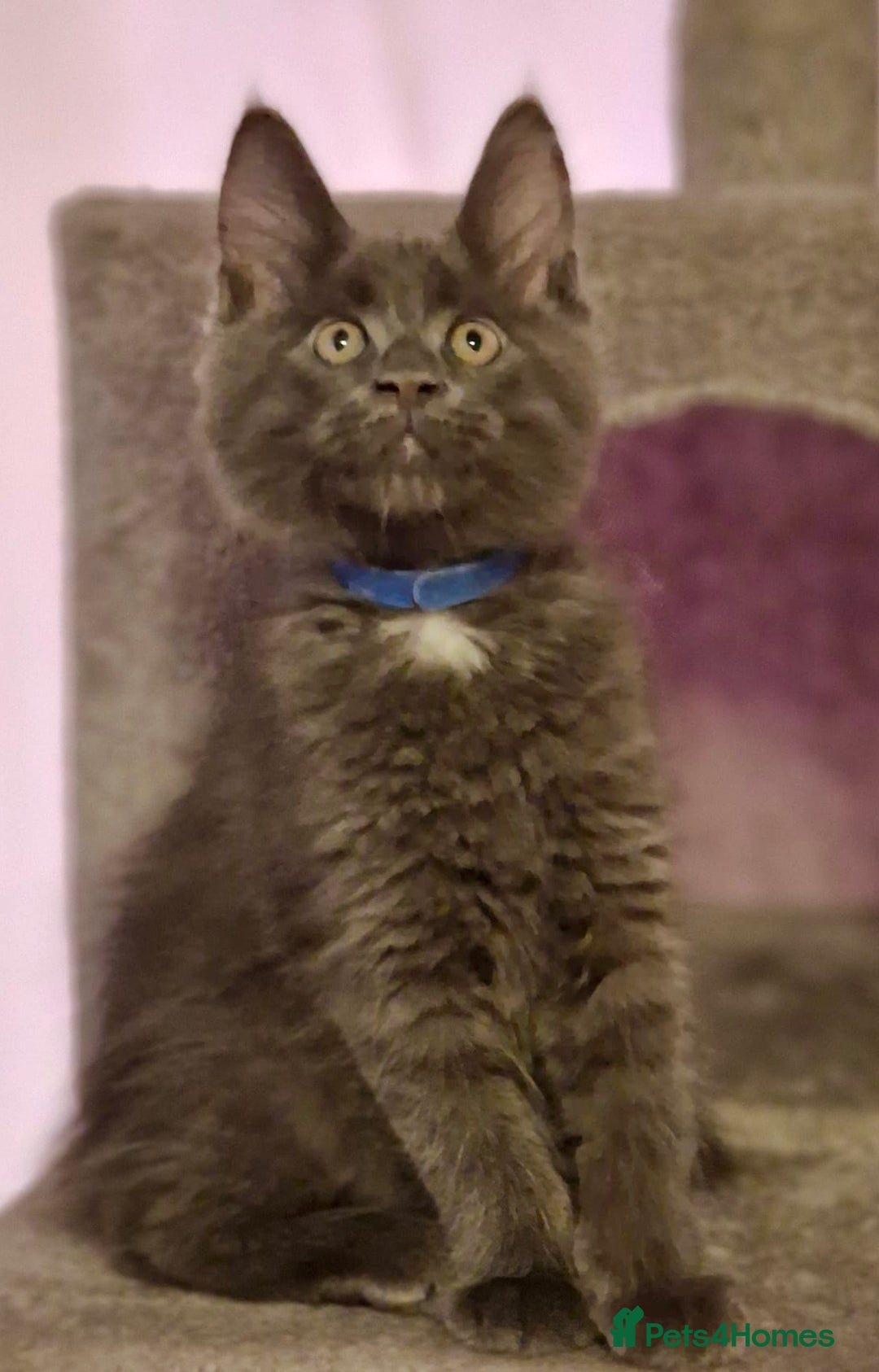 Maine Coon cats for sale: 🌟Ready to leave 4 XL Maine Coons active available - Image 20
