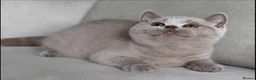 British Shorthair cats for sale: Beautiful boy & girl available  - Advert 10